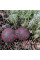 Масажний м'яч подвійний PowerPlay PP-4352 Epp foam peanut ball (d8*16cm.) Чорно/Червоний