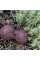 Масажний м'яч подвійний PowerPlay PP-4352 Epp foam peanut ball (d8*16cm.) Чорно/Червоний