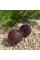 Масажний м'яч подвійний PowerPlay PP-4352 Epp foam peanut ball (d8*16cm.) Чорно/Червоний
